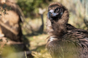 Illegal vulture shooting in France