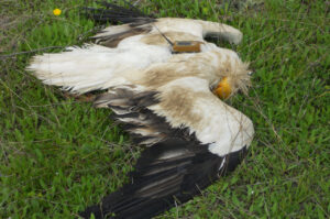 Raptor Poisoning in Europe