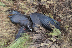 Wildlife poisoning in Portugal