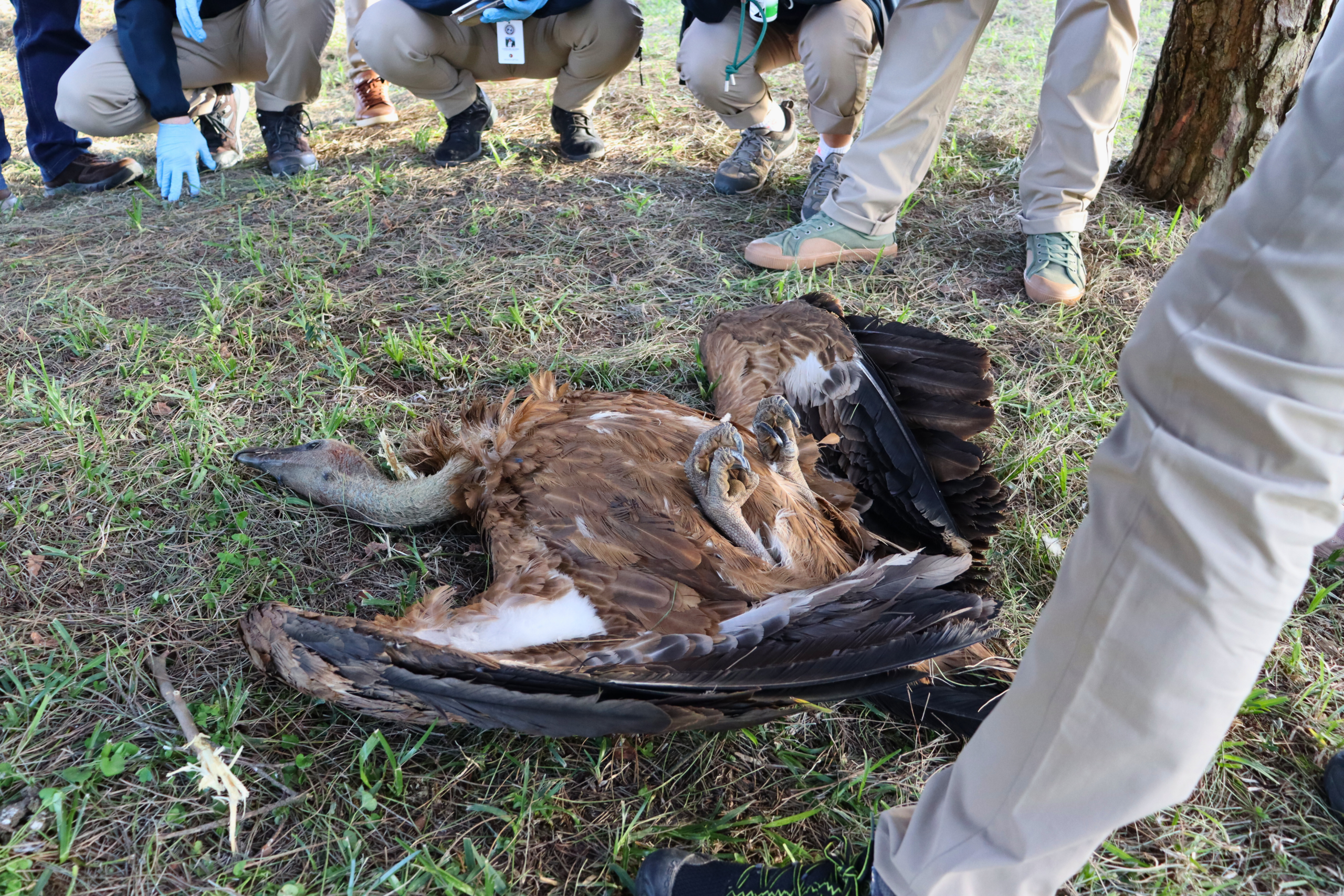 Identifying the cause of death by body posture © Vulture Conservation Foundation.