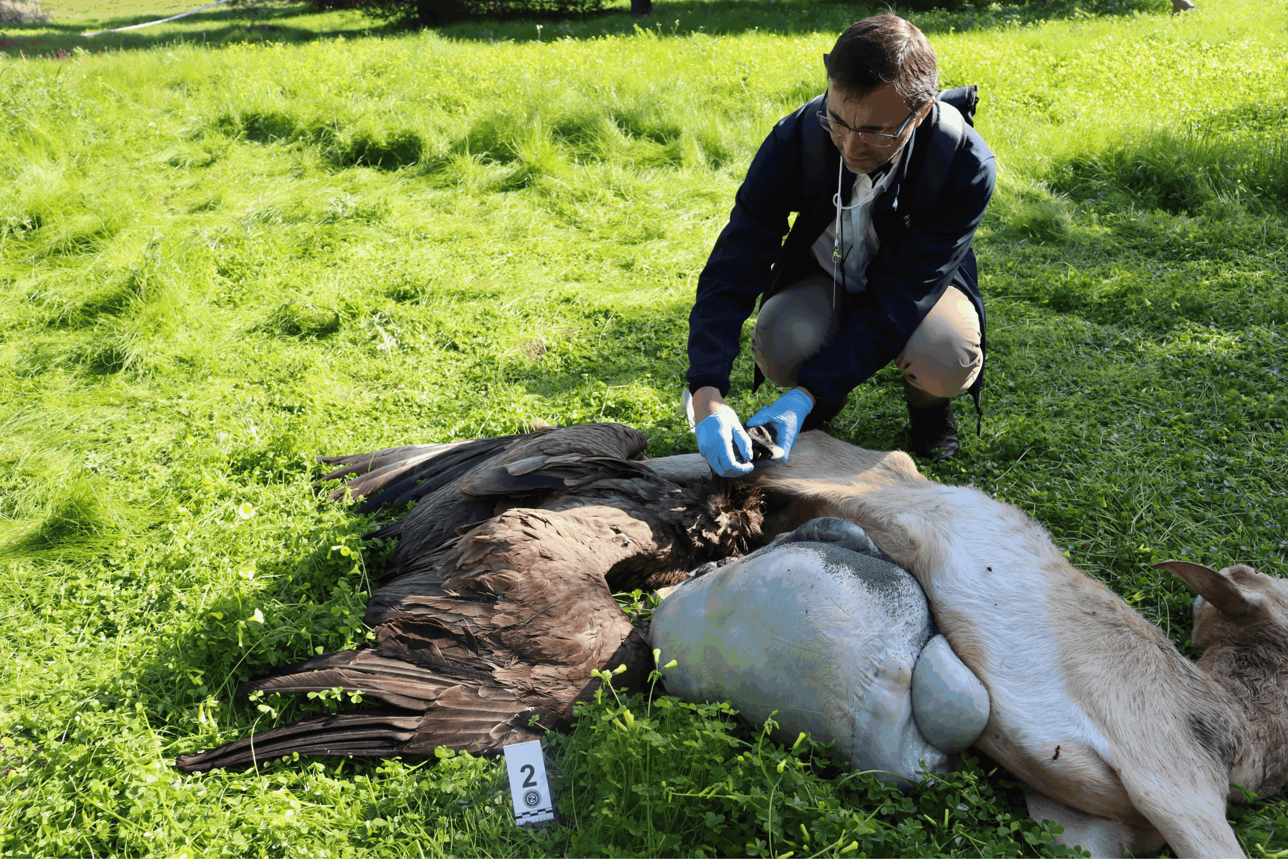 Examining the crime scene – poisoning incident © Vulture Conservation Foundation.