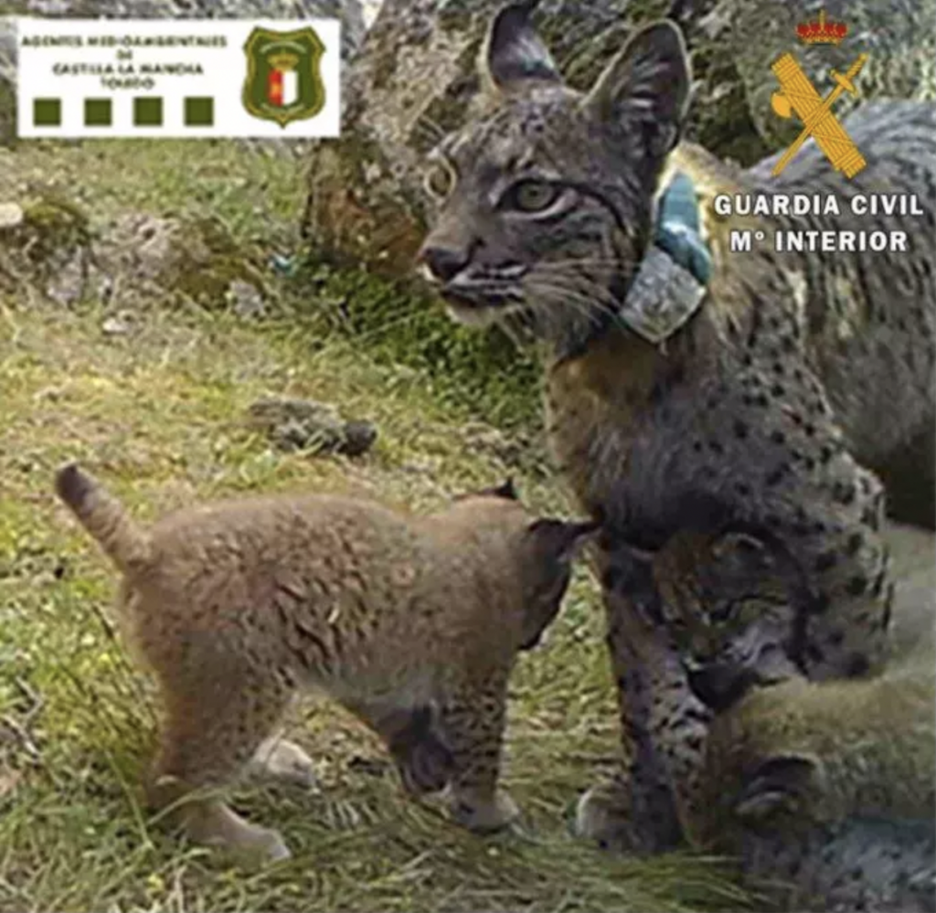 Nenufar and two of her cubs. Credit- Guardia Civil