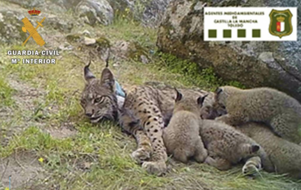 Nenúfar nursing her cubs © Guardia Civil