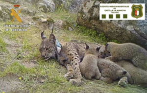 Nenúfar nursing her cubs © Guardia Civil